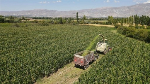 Erzincan'da silajlık mısır üretimi hayvancılığı güçlendirip besiciye kazanç sağlıyor