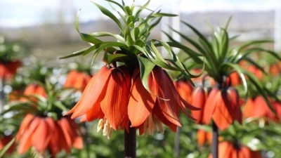Erzincan'daki Ters Lale Koleksiyon Bah&ccedil;esi botanik turizmine hazırlanıyor