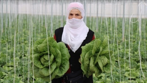 Erzincan’ın seralarında yetişen marulda hasat başladı