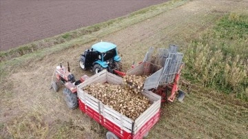 Erzincan Ovası'nda yetiştirilen şeker pancarı 1800 çiftçiye geçim kaynağı oluyor