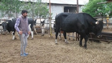 Erzincan'da 1,3 tonluk kurbanlık boğa 'Toro' alıcısını bekliyor