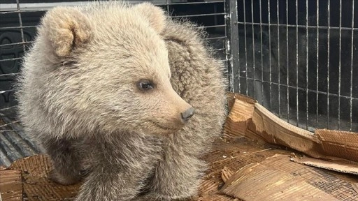 Erzurum'da bitkin bulunan ayı yavrusu koruma altına alındı