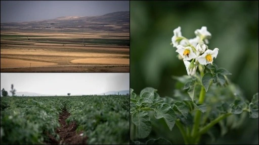 Erzurum'da kurulacak lisanslı depolar, Pasinler Ovası'na "can suyu" olacak