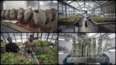 Erzurum'da yerli patates &ccedil;eşitleri 20 yıllık bilimsel &ccedil;alışmalarla geliştiriliyor