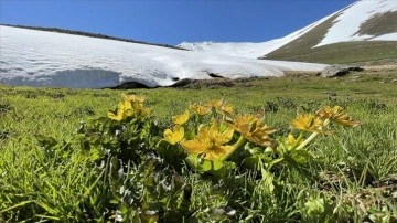 Erzurum dağlarında kar, ovasında bahar renkleri hakim