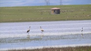 Eski günlerine dönen Kuyucuk Gölü 110 kuş türünü ağırladı