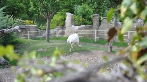 Eskişehir Hayvanat Bahçesi'nin albino sakinleri özel bakımla korunuyor