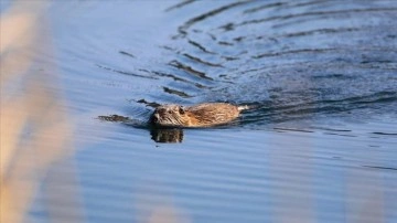 'Esrarengiz fare' yavruları, Ağrı Dağı Milli Parkı'nda yüzerken görüntülendi