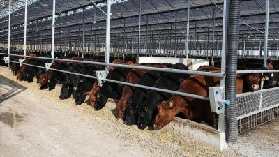 Et ve S&uuml;t Kurumundan besilik hayvanların teslimat s&uuml;re&ccedil;lerine ilişkin a&ccedil;ıklama