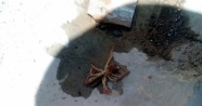 Et yiyen örümcek Kayseri'de görüldü