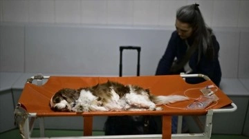 Evcil hayvanlar için ilk beslenme danışmanlığı birimi Ankara Üniversitesinde kuruldu