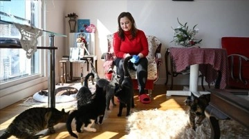 Evindeki 10, sokaktaki 30 kediye adeta 'annelik' yapıyor