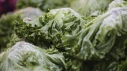 Eylülde en çok kıvırcık salata fiyatı arttı