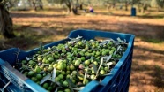 Ezine&#039;nin peynirinden sonra zeytini ve zeytinyağı da markalaşma yolunda