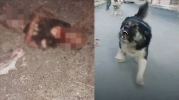 Fatih'te sahipsiz köpeklerin saldırdığı kişi hayatını kaybetti