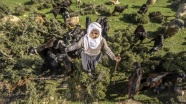 Fatma teyze Amanos Dağları eteklerinde yarım asırdır çobanlık yapıyor