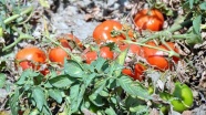 Fazla üretim domatese 'taban' yaptırdı