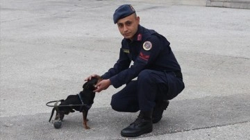Felçli köpek "Çiko" için jandarma personeli yürüteç yaptı