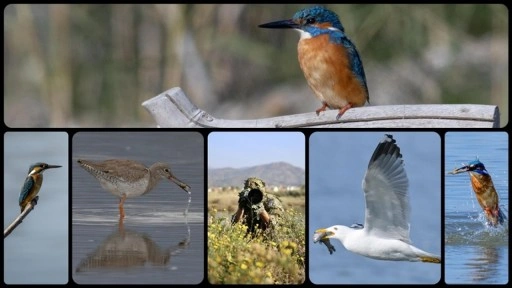 Fethiye'de Kuş Cenneti'nin sakinleri, fotoğrafçılara renkli kareler sunuyor