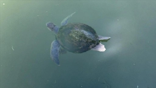 Fethiye'de misinaya dolanan caretta caretta kurtarıldı