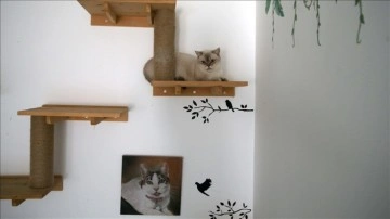 Fethiye'de yaşayan İngiliz kadın bakıma muhtaç kedilere evini açtı