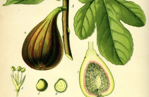 Ficus carica -Sami Mert yazdı-