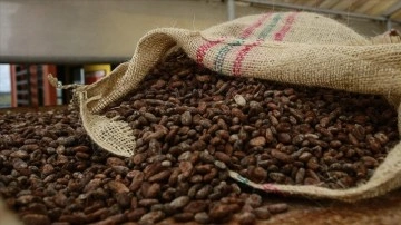 Fildişi Sahili aşırı yağış nedeniyle kakao ihracatını durdurdu