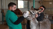 Filistin'de çalışan hayvanların güvenli sığınağı: Eşek Hastanesi