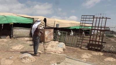 Filistin topraklarını gasbeden İsrailliler, Batı Şeria'da Filistinlilere saldırarak koyunlarını