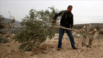 Filistin topraklarını gasbeden İsrailliler, Batı Şeria'da Filistinlilerin 300 zeytin ağacını ke