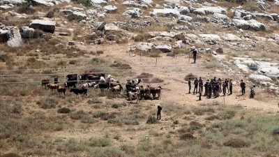 Filistin topraklarını gasbeden İsrailliler, bir Filistinlinin 150 b&uuml;y&uuml;kbaş hayvanını &ccedil;aldı