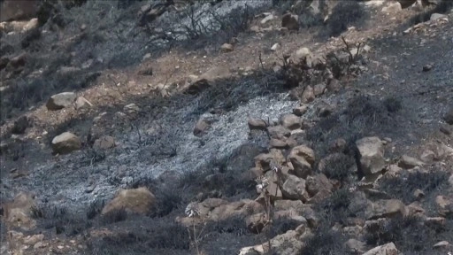 Filistinlilerin topraklarını gasbeden İsrailliler, Nablus'ta zeytin ağaçlarını ateşe verdi