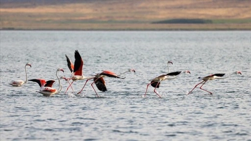 Flamingolar Van Gölü'ne renk katıyor