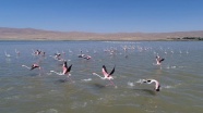 Flamingoların göçü görsel şölen oluşturuyor