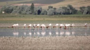Flamingoların tek sıra 'sabah yürüyüşü' şöleni