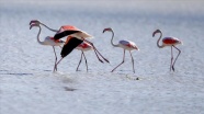Flamingoların Yarışlı Gölü'ndeki görsel şöleni ilgi çekiyor