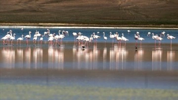 Flamingoların yaşam alanlarından Düden Gölü'nde su çekildi