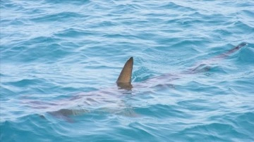Florida köpekbalıkları denize atılan uyuşturuculardan dolayı halüsinasyon görüyor