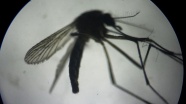 Fransız başkan, sivrisineklerin semte girişini yasakladı