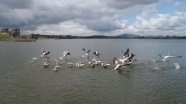Frig Vadisi&#039;ndeki Emre Gölü, pelikanlar ile şenlendi
