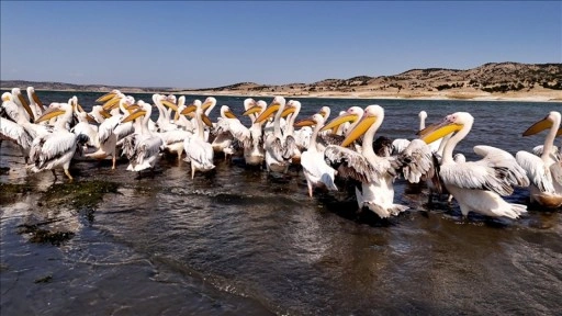 Frig Vadisi'ndeki Porsuk Baraj Gölü pelikanları ağırlıyor