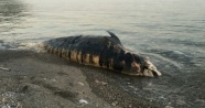 Gagalı balina ölüsü Antalya'da karaya vurdu