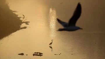 Gala Gölü'nde kışlayacak göçmen kuşlar Meriç ve Tunca nehrinde mola veriyor