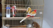 Galatasaray Adası&#039;nın papağanı “Cimbom“ da tahliye edildi