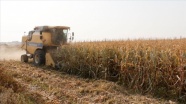 GAP&#039;ın başkenti Şanlıurfa&#039;da mısır hasadı başladı