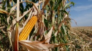 GAP'ın başkenti Şanlıurfa'da mısır hasadı bereketli başladı