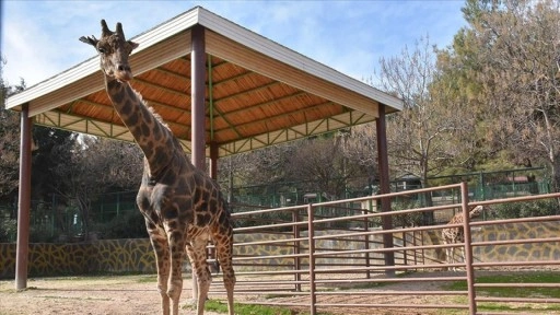 Gaziantep Doğal Yaşam Parkı'nın simgelerinden zürafa "Şakir" öldü