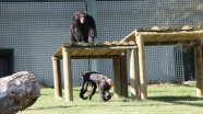 Gaziantep Hayvanat Bahçesi'nde 'Şempanze Adası' açıldı