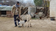 Gaziantep&#039;te dişi köpek kendi yavrularının yanı sıra bir kuzuya da annelik ediyor