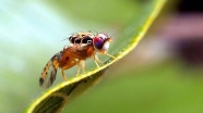 Gaziantep'te meyve sineğinin yeni bir türü keşfedildi
